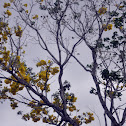 Tabebuia