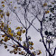 Tabebuia