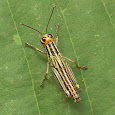 Arthropods of Central America