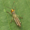 Grasshopper