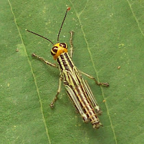 Arthropods of Central America