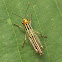 Grasshopper