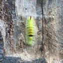 Pale tussock moth caterpillar