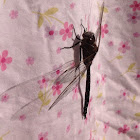 Emperor dragonfly