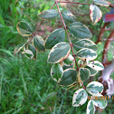 myrtus glanleam