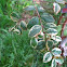 myrtus glanleam