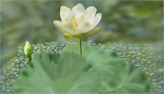 American Lotus