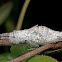 Katydid Nymph