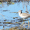 Lesser Yellowlegs