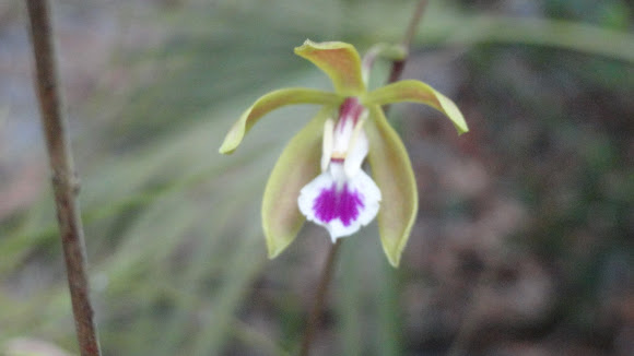 Spotting Image 1