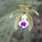 Butterfly Orchid