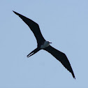 Magnificent Frigatebird