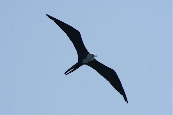 Spotting Image 1