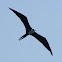 Magnificent Frigatebird