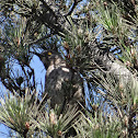 Curve-billed Thrasher