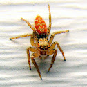 Dimorphic Jumping Spider (male)