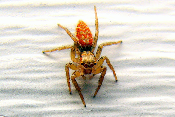 Spotting Image 1