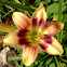 Daylily