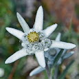 The Flora of Central European Alps 
