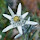 The Flora of Central European Alps 