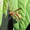 Paper Wasp