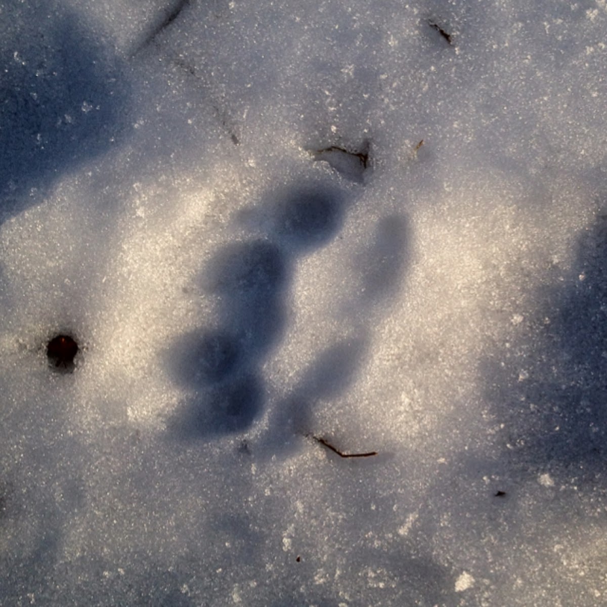 Black Bear