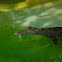 Cuban Crocodile