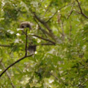 Barred Owl