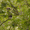 Barred Owl