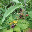 Blackberry