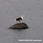 Great Black-backed Gull