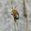 blue-banded bee