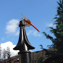 Cardinal Meadowhawk