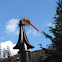Cardinal Meadowhawk