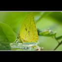 The Mottled Emigrant