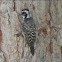 Woodpecker