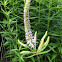 Culver's root