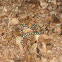 Red-tailed Pipe Snake