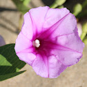Beach Morning Glory