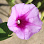 Beach Morning Glory