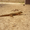 Gecko