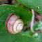 Rainbow Drop Snail