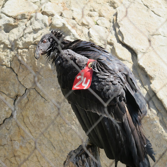 Spotting Image 1