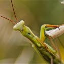 Praying Mantis