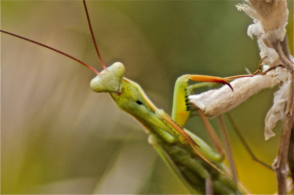 Spotting Image 1