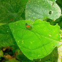 Harvestman