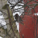 Bohemian Waxwing