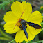 Scoliid Wasp
