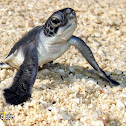 Green Sea Turtle