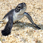 Green Sea Turtle